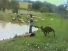 Kangaroo kicks boy into pond