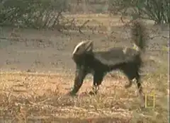 Honey badger don't care
