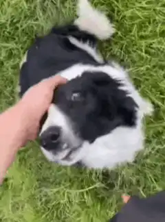 Happy dog getting head scratches on grass