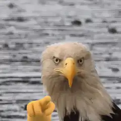 Bald eagle pointing finger