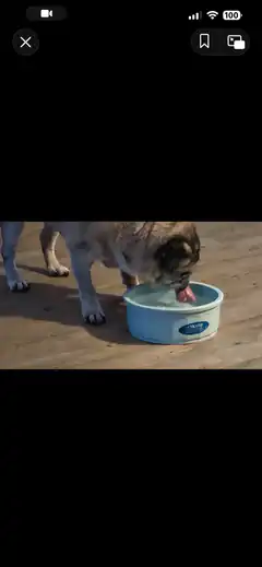 Pug drinking from a bowl