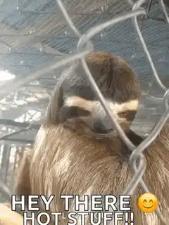 Sloth behind fence hey there hot stuff