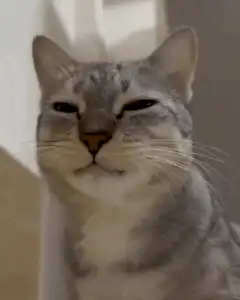 Cat squinting then showing teeth