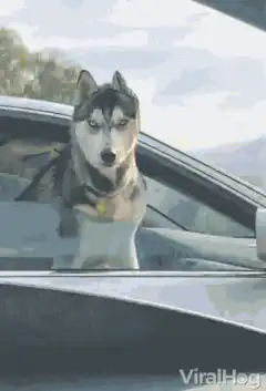 Husky dog in car window
