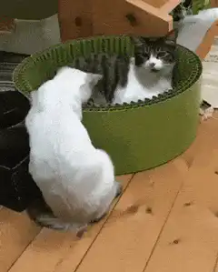 White cat falls over after looking in cat bed