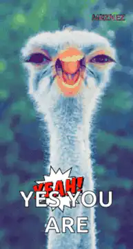 Ostrich Yeah You Are