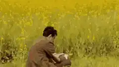 Mr. Bean in a yellow field