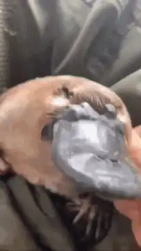 Cute platypus being petted