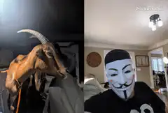 goat kisses guy in v mask