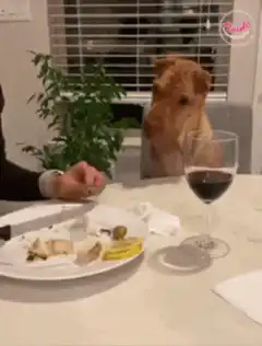 Dog steals food from person's plate
