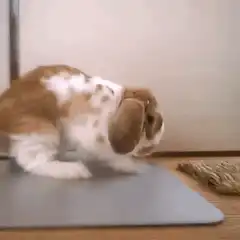 bunny flops onto back