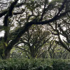 Mossy twisted trees in a forest