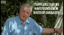 Monty Python cabbage meme