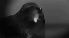 Hi There Crow
