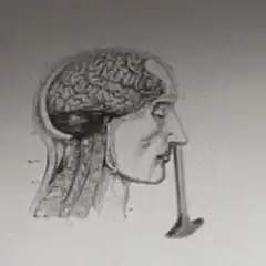 Brain shrinking as nose grows