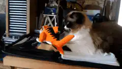 Cat knocks orange toy off desk