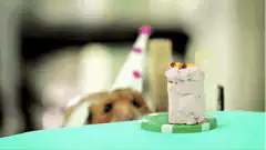 Hamster with birthday cake