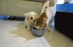 Puppy tries to eat from cat's bowl
