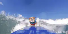 Dog surfing on a blue board