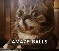 Amaze Balls Cat Reaction