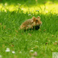 hamster eating grass