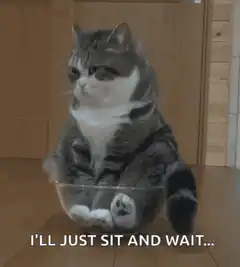 Cat sitting in bowl waiting