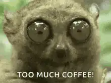Wide-eyed lemur with too much coffee