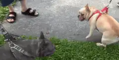French bulldogs meeting on a leash
