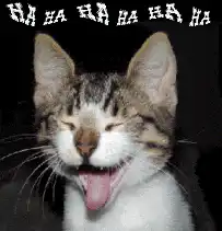 laughing cat ha ha ha