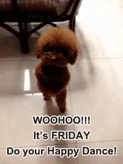 Brown poodle happy dance friday