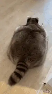 Fat raccoon sliding on floor