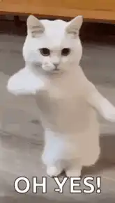 Dancing white cat oh yes