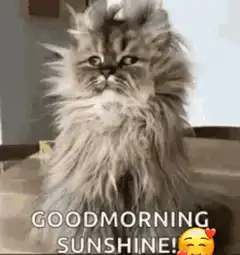 Fluffy cat good morning sunshine