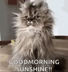 Fluffy cat good morning sunshine