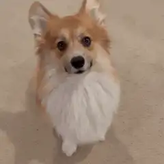 Corgi dog tilts head and lifts paw