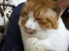 sneezing orange and white cat