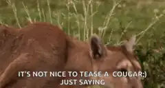 Cougar turns to look at camera