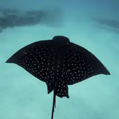 Spotted eagle ray swimming underwater