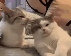 cat slaps another cat