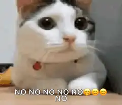 Cat saying no no no no no