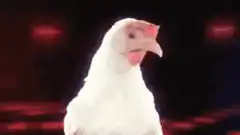 White chicken dancing