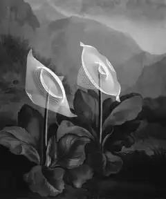 Wireframe flowers in landscape