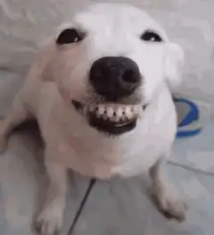 Smiling dog with teeth showing