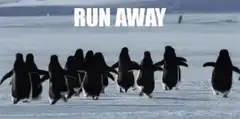 Penguins running away