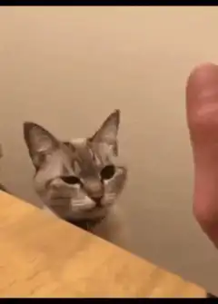 Cat high fives finger