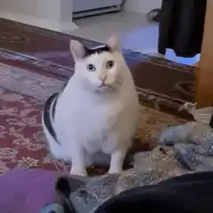 surprised white and black cat