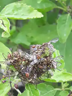 cluster of wasps on plant