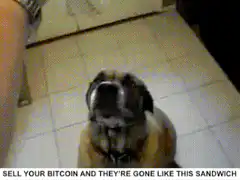 dog eating sandwich bitcoin meme