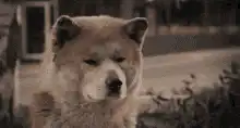 Sad dog looking down