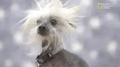 Chinese Crested Dog with Windblown Hair